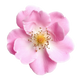 Rosa Damascena