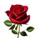 Rosa Rossa