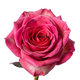 Rosa Turca