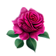 Rosa di Damasco