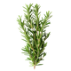 Rosmarino