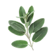 Salvia