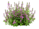 Salvia Sclarea