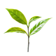 Tè Bianco