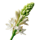 Tuberosa Indiana