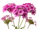 Verbena