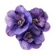 Viola