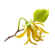 Ylang Ylang 