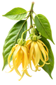 Ylang Ylang del Madagascar