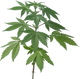 Cannabis
