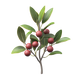 Myrica
