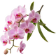orchidea del madagascar