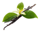 Vaniglia Verde